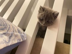 -屋虎猫馆(宝安大仟里店)