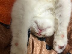 -lincat·猫舍(广州店)