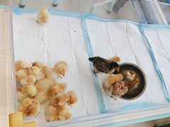 -怪兽屋·羊驼·猫咖·狗咖(俊华广场店)