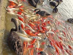 -艾溪湖湿地公园