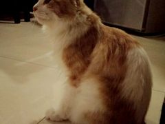 -纳吉亚猫专科动物医院博雅分院
