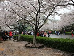 -武汉大学-樱园