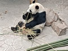 -沈阳森林动物园