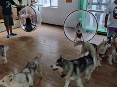-Husky Go! 哈士奇体验馆·宠物咖啡厅狗咖