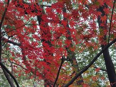 -杭州半山国家森林公园