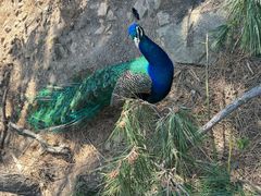 -西霞口神雕山野生动物世界