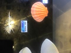 -贝壳梦幻世界