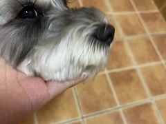 -瑞鹏宠物医院·超声·骨科·奇麟分院(蜀都万达店)