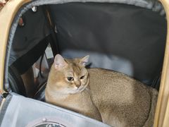 -瑞派动物医院·绝育·犬猫全科·预防医学(光景江南中店)