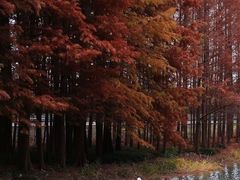 -长广溪湿地公园