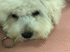 -翊宠yipet猫狗购宠庄园犬舍•猫舍