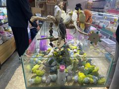 -花鸟鱼虫鲜花绿植市场(玉泉路店)