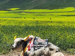 -扁都口生态休闲旅游区