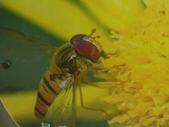 android_upload_pic-上海昆虫博物馆