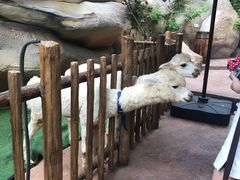 -杭州开元森泊度假乐园