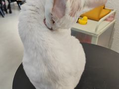 -琪喵猫屋·撸猫猫咖·猫舍