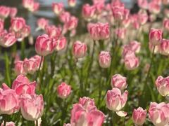 -长春公园(普阳街道)