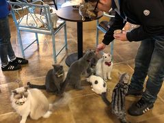 -共舞时光猫咖·狗咖(新街口店)