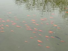 -黄村公园