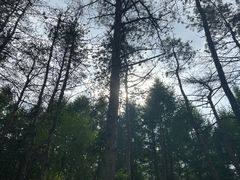 -帽儿山国家森林公园