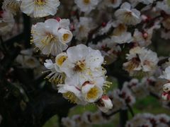 -香雪海