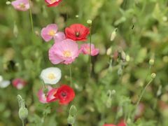 -花开海上生态园