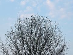 -秦始皇帝陵博物院-丽山园