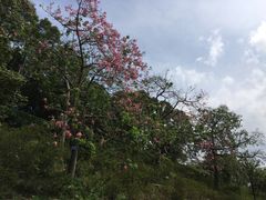 -白云山风景名胜区
