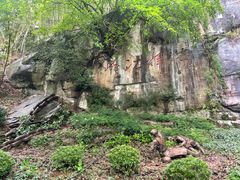 -铁山坪森林公园