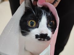 -萌兽医馆·犬猫专科·眼科中心·宠物医院(朝阳门分院)