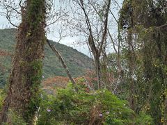 -霸王岭国家森林公园