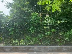 -大屏嶂森林公园