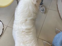 -怪兽屋·羊驼·猫咖·狗咖(俊华广场店)