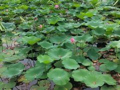 -丰台科技园生态主题公园