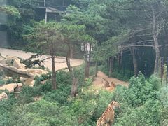 -大连森林动物园