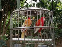 -南宫五洲植物乐园