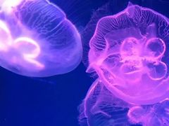 -芜湖新华联大白鲸海洋公园