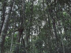 -海南热带雨林国家公园吊罗山景区