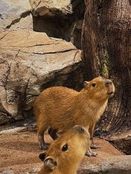 -Zoolung Zoolung动物主题公园(海信广场店)