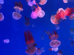 -海合安青岛极地海洋公园