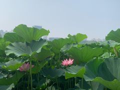 -莲花池公园