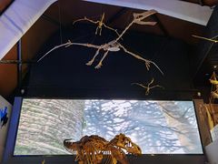 -贝林大翅鲸简餐厅(国家海洋博物馆店)