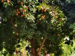 -广州神农草堂中医药博物馆