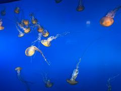 -太平洋海底世界