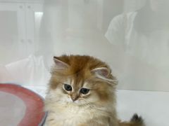 -青奢宠物·青奢猫舍