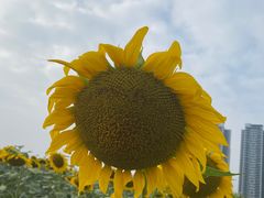 -光明小镇欢乐田园