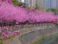 -望江楼公园