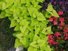 -必胜客(WOW西丽店)