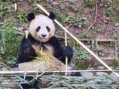 -中国大熊猫保护研究中心雅安碧峰峡基地