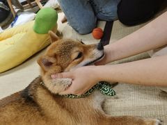 -逗柴咖啡屋·狗咖猫咖宠物桌游